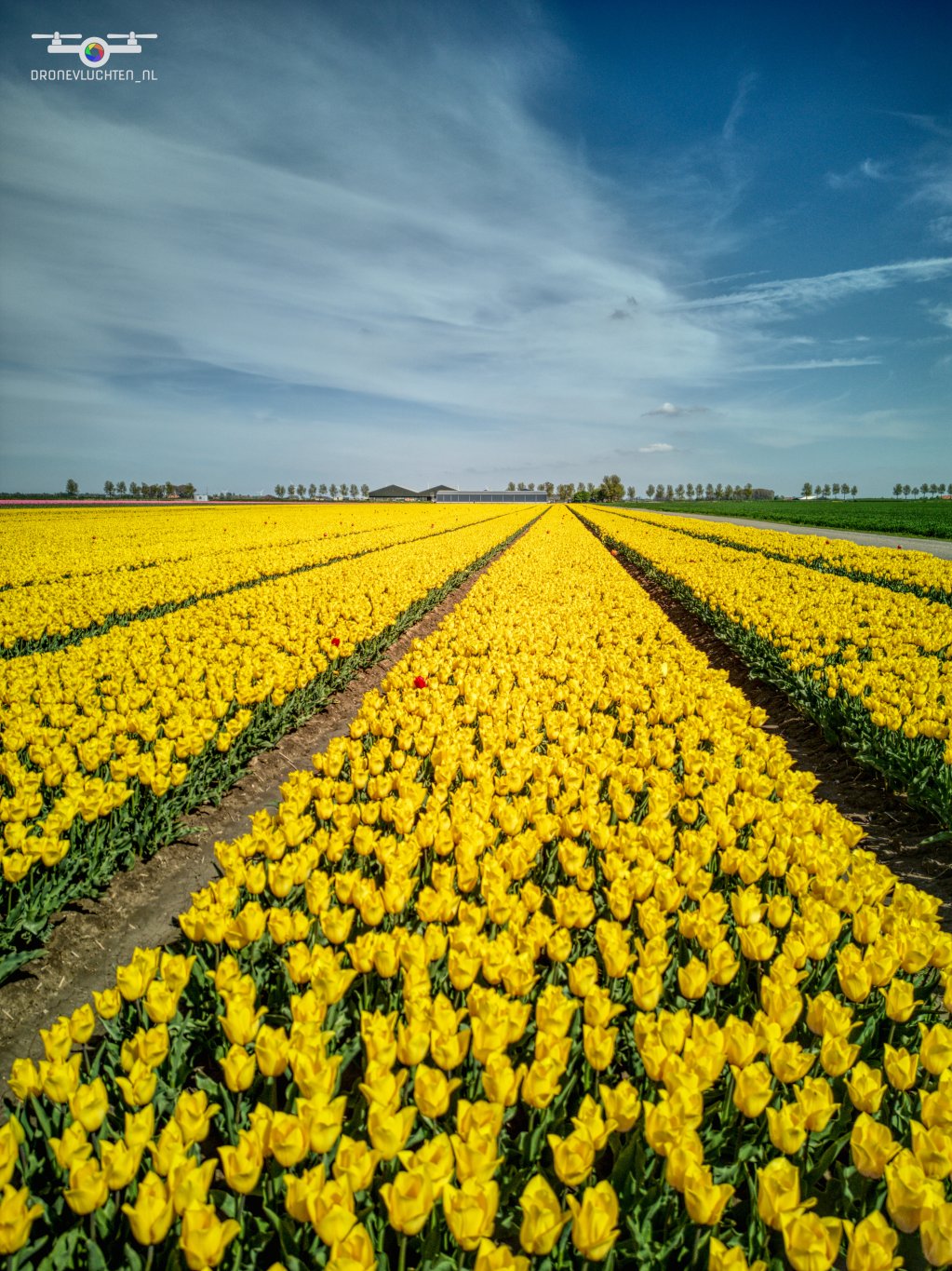 20250419 Bloembollen Dirksland