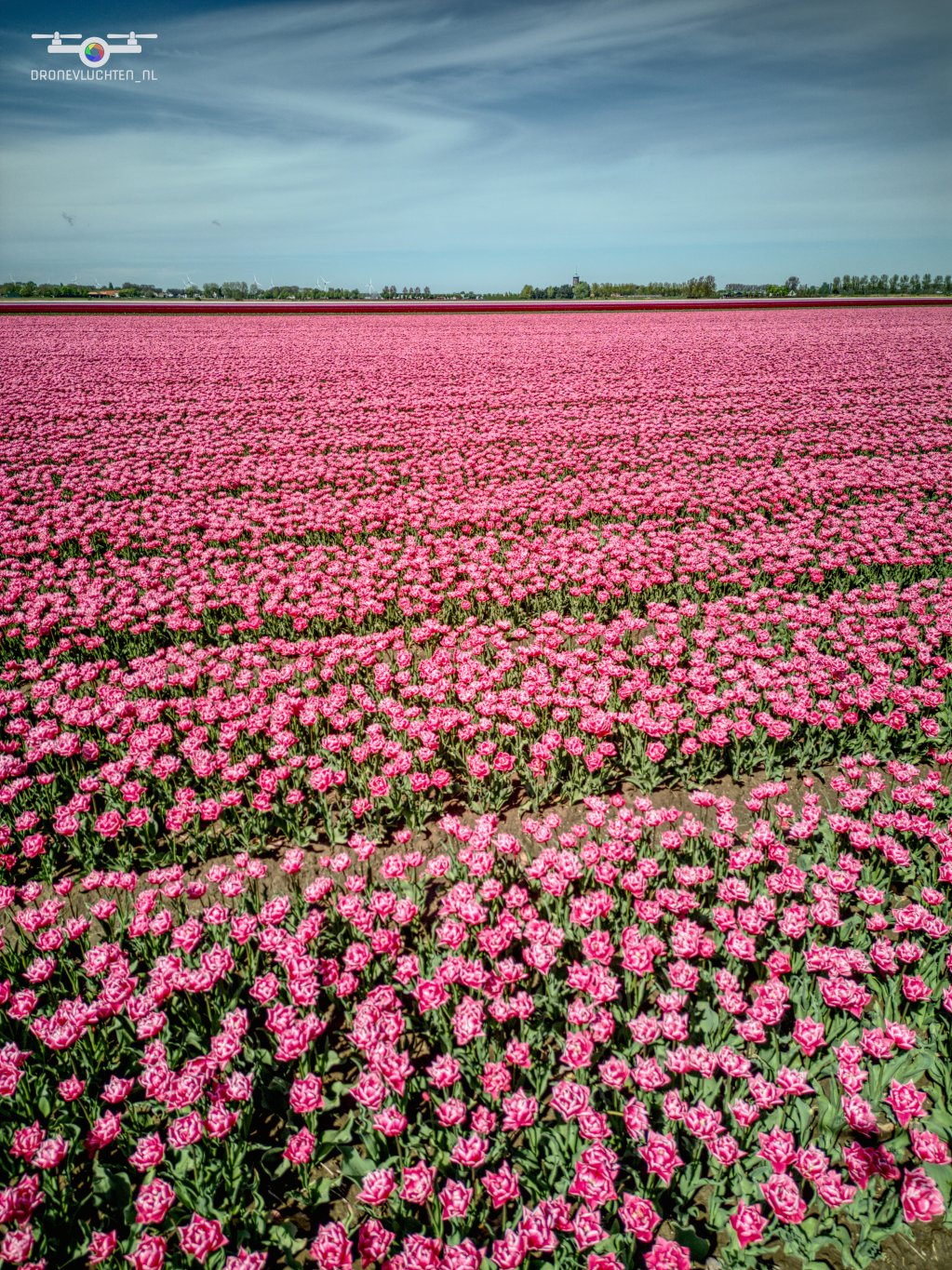 20250419 Bloembollen Dirksland
