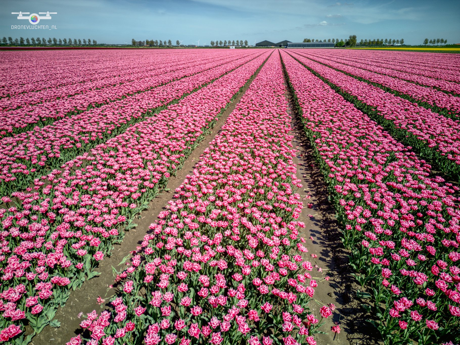 20250419 Bloembollen Dirksland