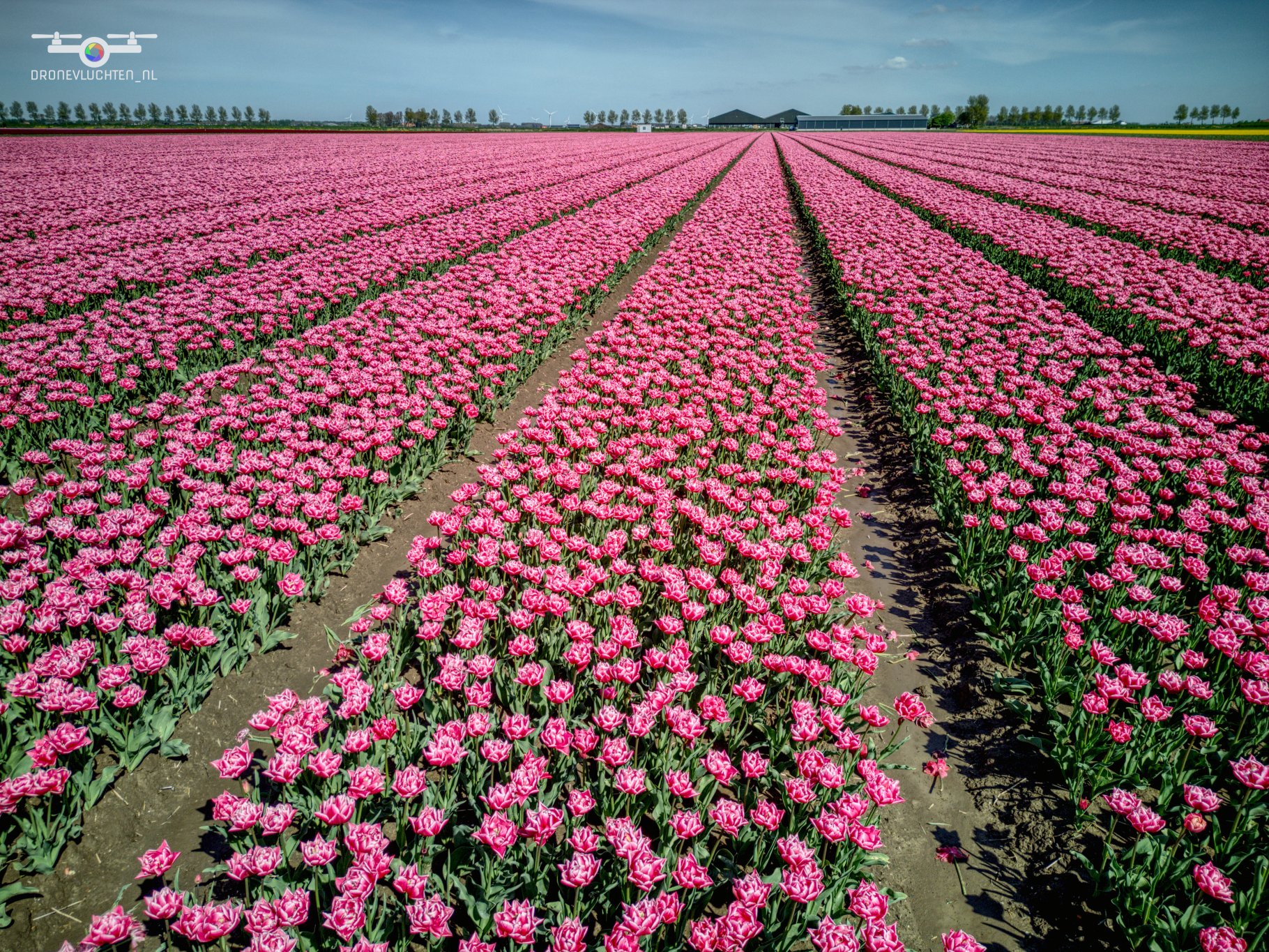 20250419 Bloembollen Dirksland