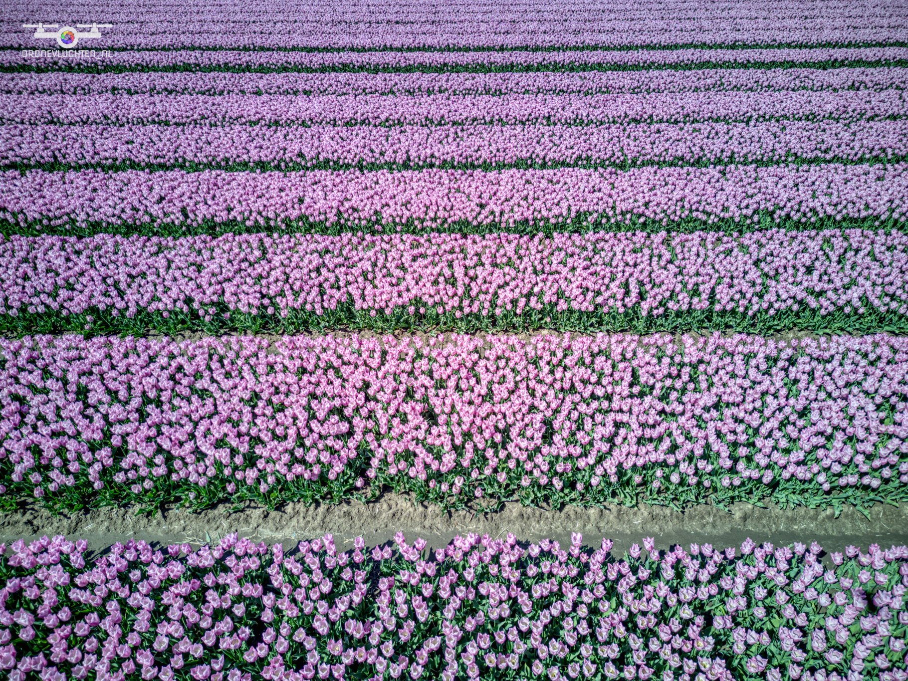 20250419 Bloembollen Dirksland