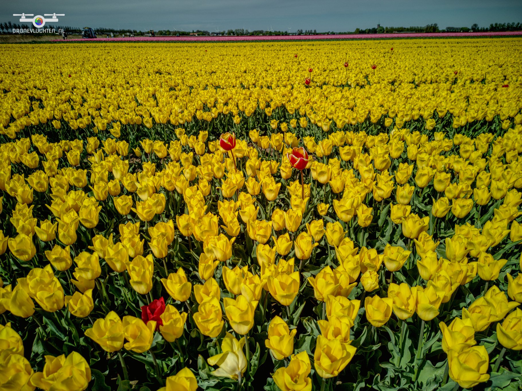 20250419 Bloembollen Dirksland