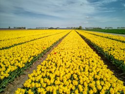 20250419 Bloembollen Dirksland