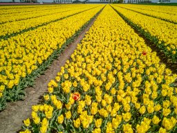 20250419 Bloembollen Dirksland