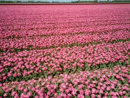 20250419 Bloembollen Dirksland