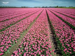 20250419 Bloembollen Dirksland