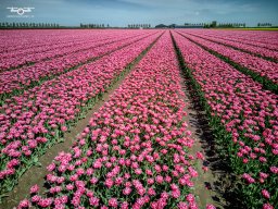 20250419 Bloembollen Dirksland